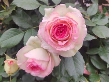 鲜切花怎么醒花，玫瑰花养护4步法