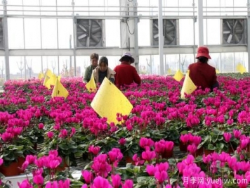 扬州高邮：每天发货30万株，花工厂绽放乡村振兴致富花