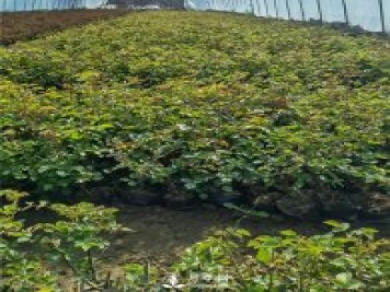 各类盆栽月季上市，南阳杯苗基地全国批发中
