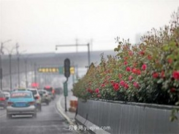 杭州高架月季进入开放期，花开引领杭州月季美景