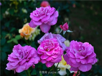 南昌滨江月季园，带你去看天下风流的江西月季花