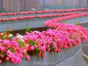 杭州有全国最美花路，大道两旁开满月季花，堵车都是享受