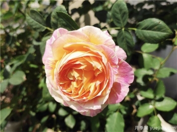 100种玫瑰花的名字，来了解下不同颜色的品种月季