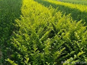 大叶黄杨的养殖护理