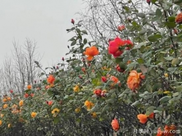 严冬月季花盛开，杭州高架月季实现超长待机