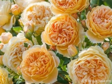 大花香水月季的养护方法，分享10种花香飘满屋