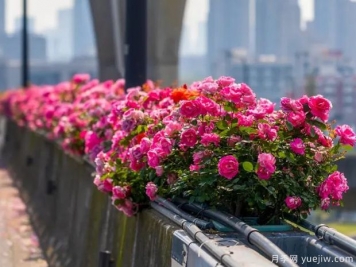 杭州高架月季盛开，200万株月季花装扮空中花廊
