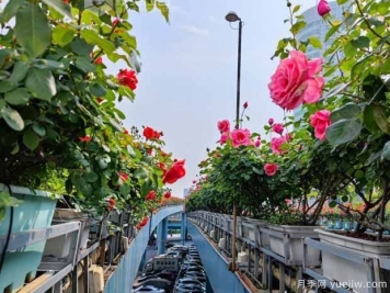 1.2万株月季盛开，南昌八一桥景观花廊拥抱春景