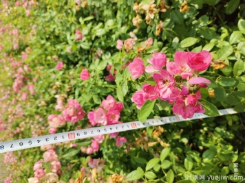 安吉拉月季盆栽苗，60厘米高基地发货