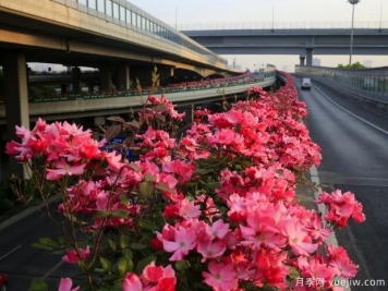 30万株新品种，杭州高架月季会带来什么样的惊喜？
