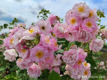 山木香和野蔷薇的辨识区别