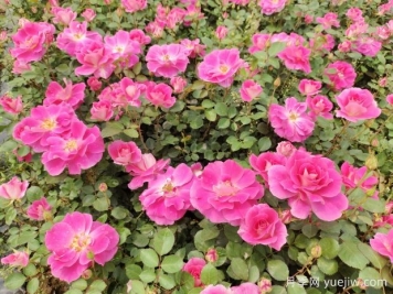 仙境盆栽月季杯苗粉色丰花，绿化工程批发