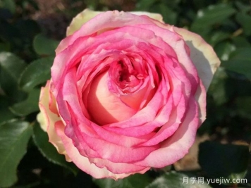 我的玫瑰月季/我的花