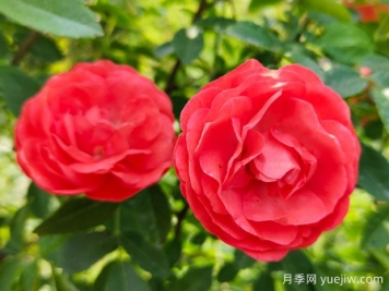种上木香蔷薇花蛮强爆花，红橙白黄木香你喜欢哪个？