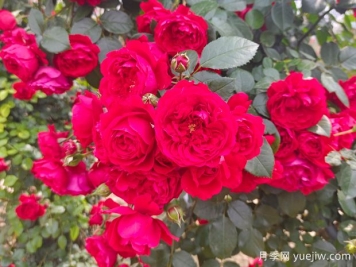 6款红色系的藤本月季品种，适合打造网红花墙