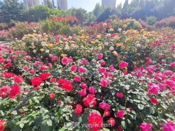郑州月季公园40万株月季竞相绽放，感受花漾生活