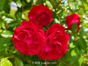 月季红木香爆花机器，花艳丽花量大花期长