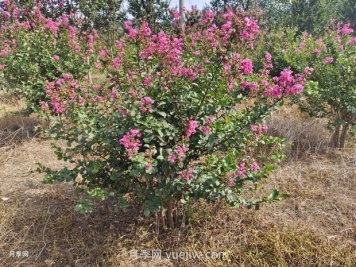 常用的紫薇树种植方法和管理技巧