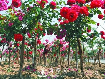 新品“月季树”为北京市花添色彩，居然引种自南阳内乡